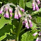 Symphytum x uplandicum