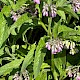 Symphytum x uplandicum