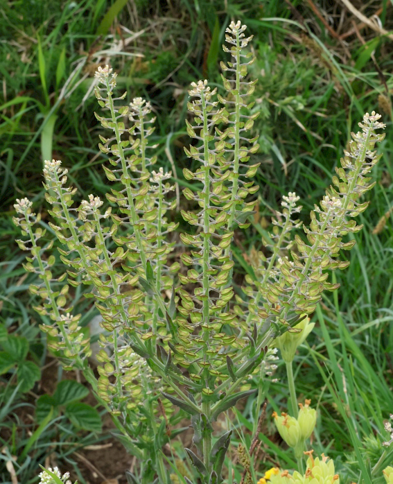 Lepidium campestre - &copy; Charles Hipkin
