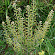 Lepidium campestre