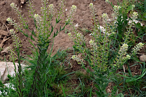 Lepidium campestre Field Pepperwort