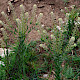 Lepidium campestre