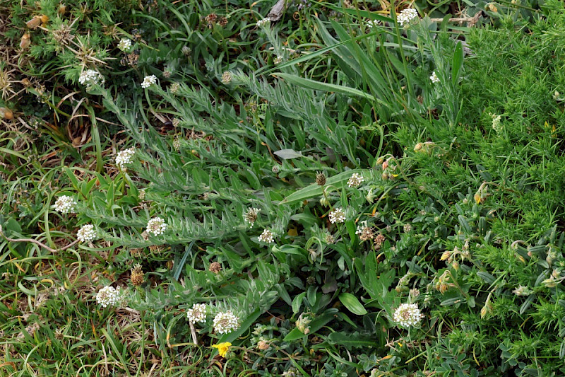 Lepidium heterophyllum - &copy; Charles Hipkin
