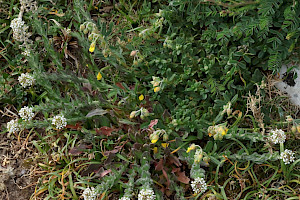 Lepidium heterophyllum Smith's Pepperwort