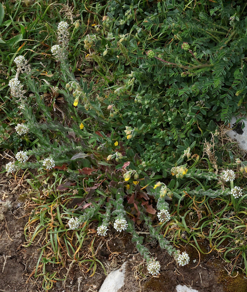 Lepidium heterophyllum - &copy; Charles Hipkin