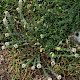 Lepidium heterophyllum