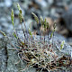 Koeleria macrantha