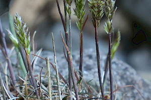 Koeleria macrantha Crested Hair-grass