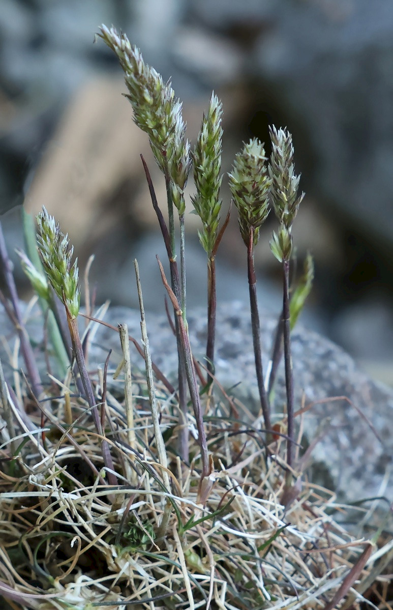 Koeleria macrantha - &copy; Charles Hipkin