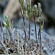Koeleria macrantha