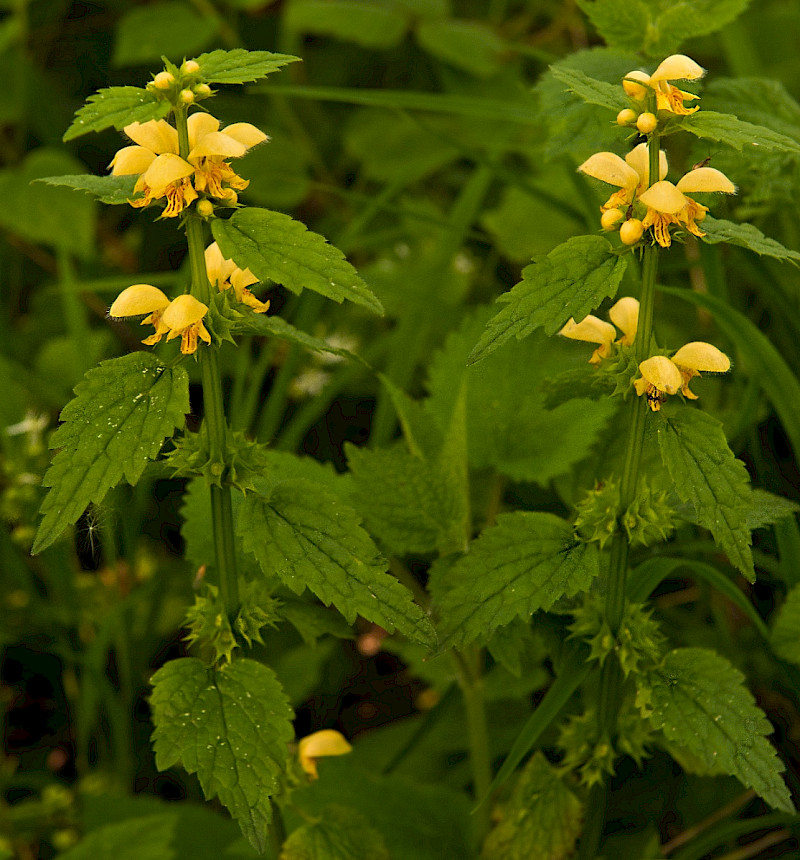 Lamiastrum galeobdolon subsp. montanum - &copy; Charles Hipkin