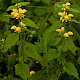 Lamiastrum galeobdolon subsp. montanum