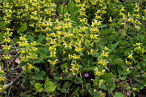 Lamiastrum galeobdolon Yellow Archangel