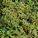 Trichocolea tomentella