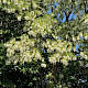 Robinia pseudoacacia