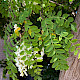Robinia pseudoacacia