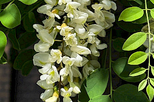 Robinia pseudoacacia False-acacia