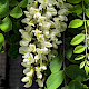 Robinia pseudoacacia