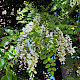 Robinia pseudoacacia