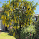Laburnum anagyroides