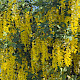 Laburnum anagyroides
