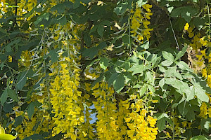 Laburnum anagyroides Laburnum