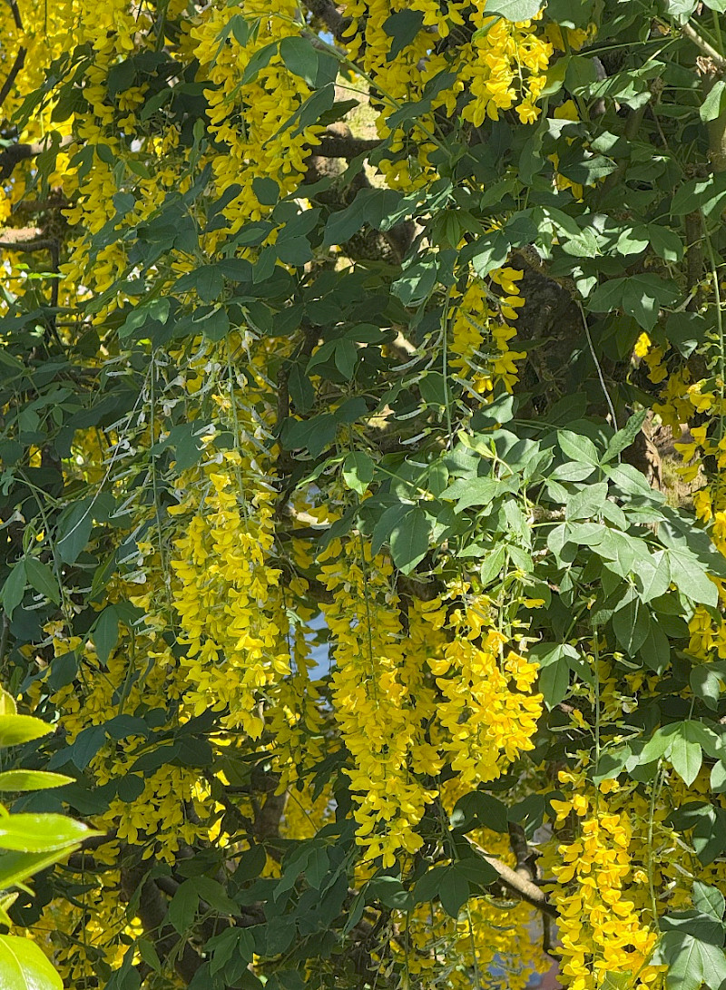 Laburnum anagyroides - &copy; Charles Hipkin