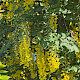 Laburnum anagyroides