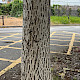 Juglans regia