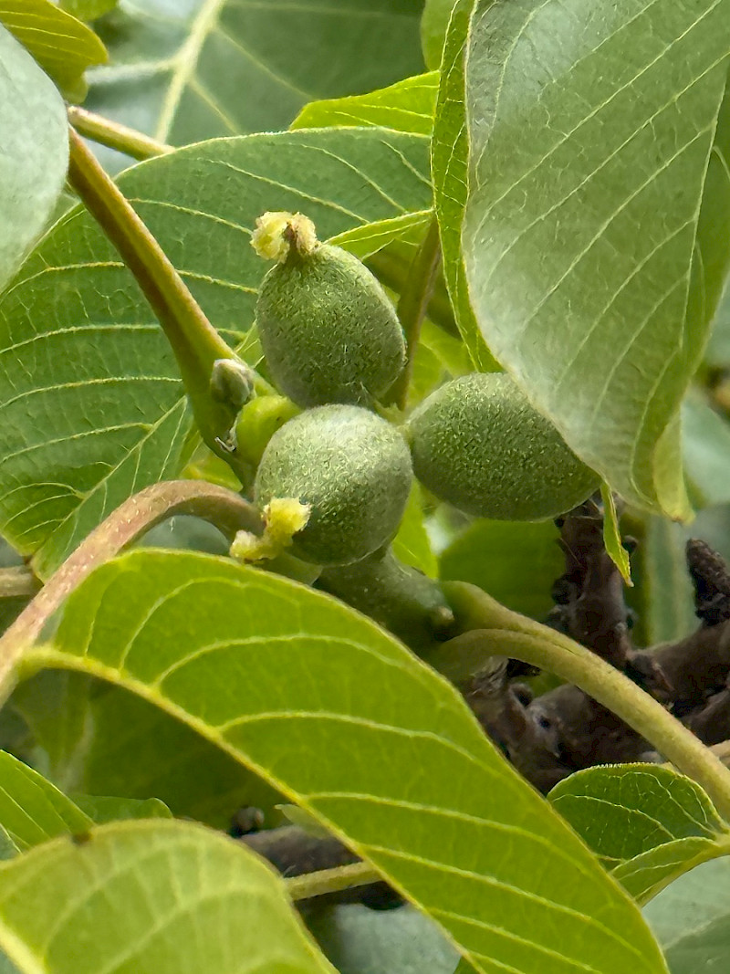 Juglans regia - &copy; Charles Hipkin