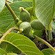 Juglans regia