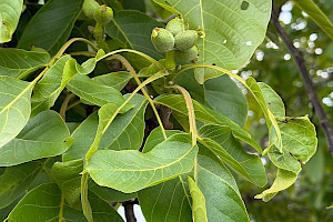 Juglans regia Walnut