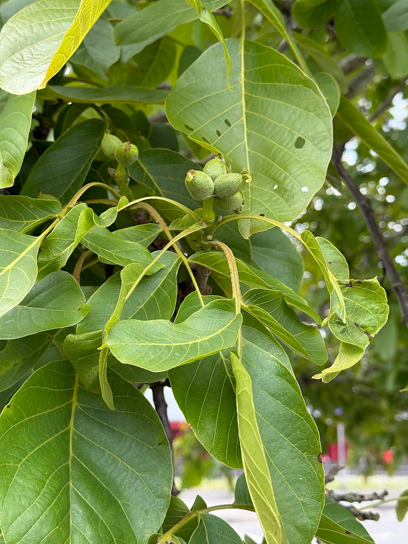 Juglans regia - &copy; Charles Hipkin
