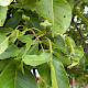 Juglans regia