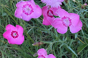 Dianthus plumarius Pink