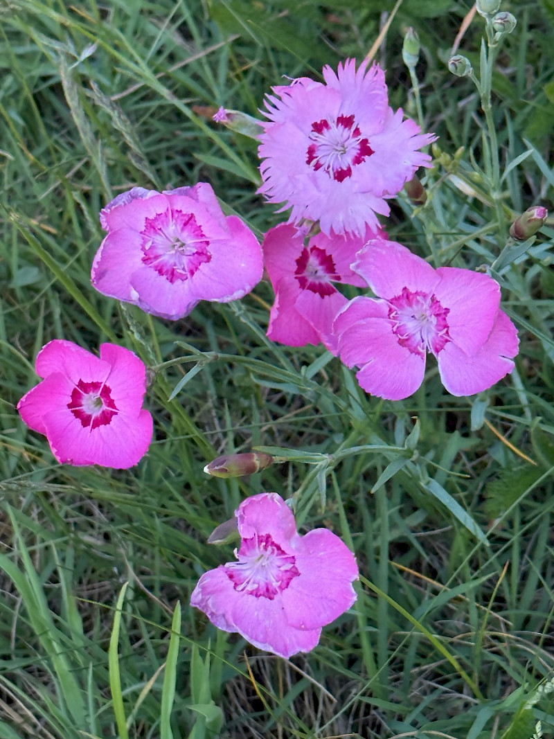 Dianthus plumarius - &copy; Charles Hipkin