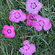 Dianthus plumarius