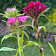 Dianthus barbatus