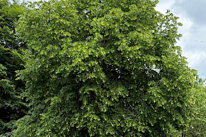 Tilia x europaea Lime