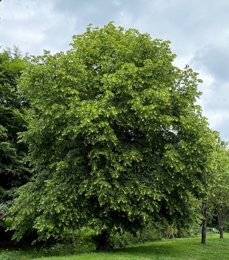 Tilia x europaea - &copy; Charles Hipkin