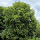 Tilia x europaea