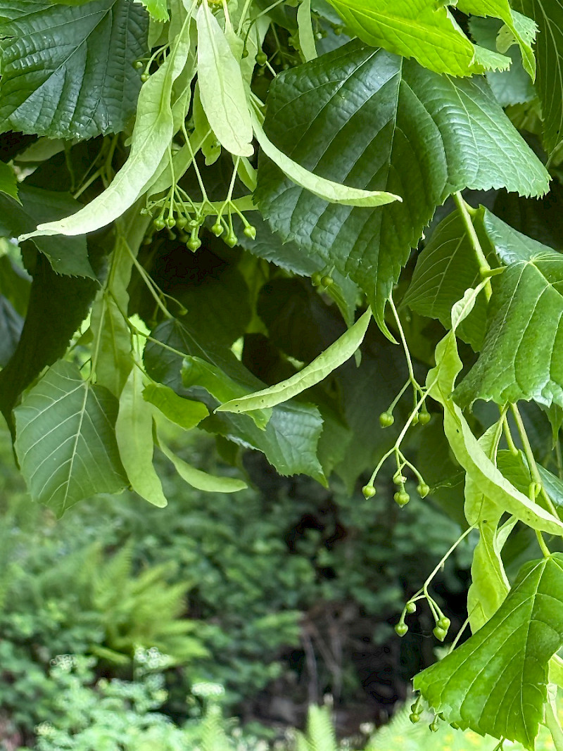 Tilia x europaea - &copy; Charles Hipkin