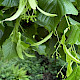Tilia x europaea