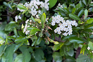 Pyracantha coccinea Firethorn
