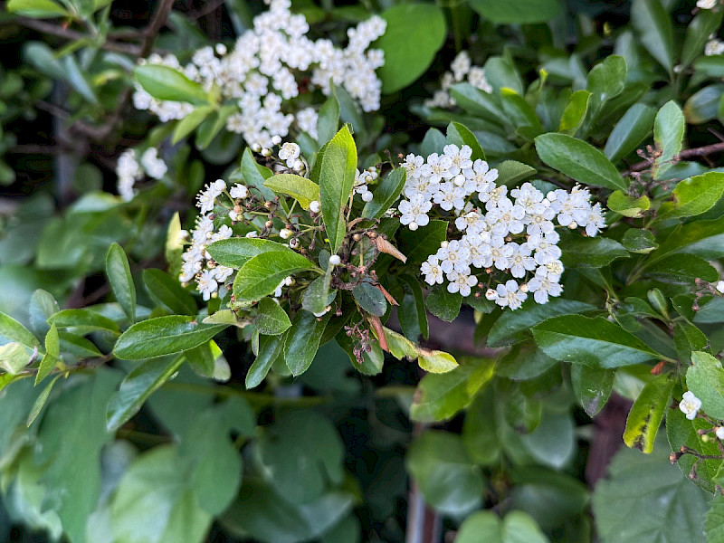Pyracantha coccinea - &copy; Charles Hipkin