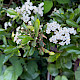 Pyracantha coccinea