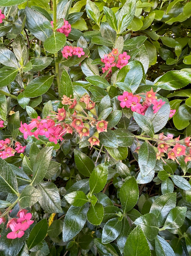 Escallonia rubra - &copy; Charles Hipkin
