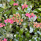 Escallonia rubra