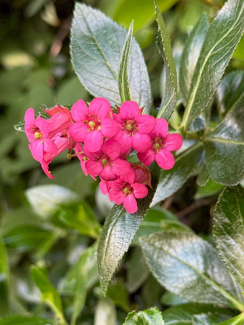 Escallonia rubra - &copy; Charles Hipkin