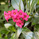 Escallonia rubra